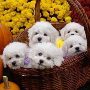 Meet your Posher, Karen